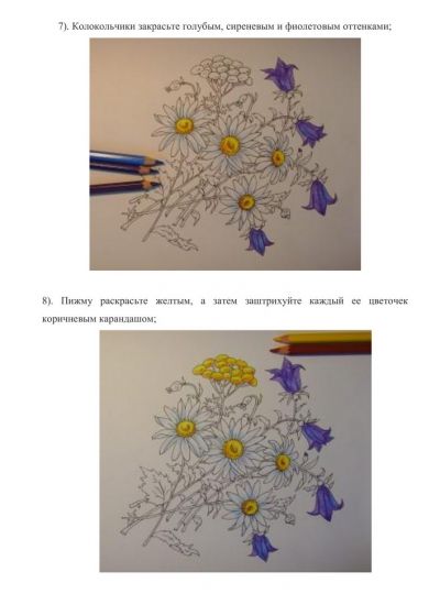 Полевые цветы цветными карандашами
